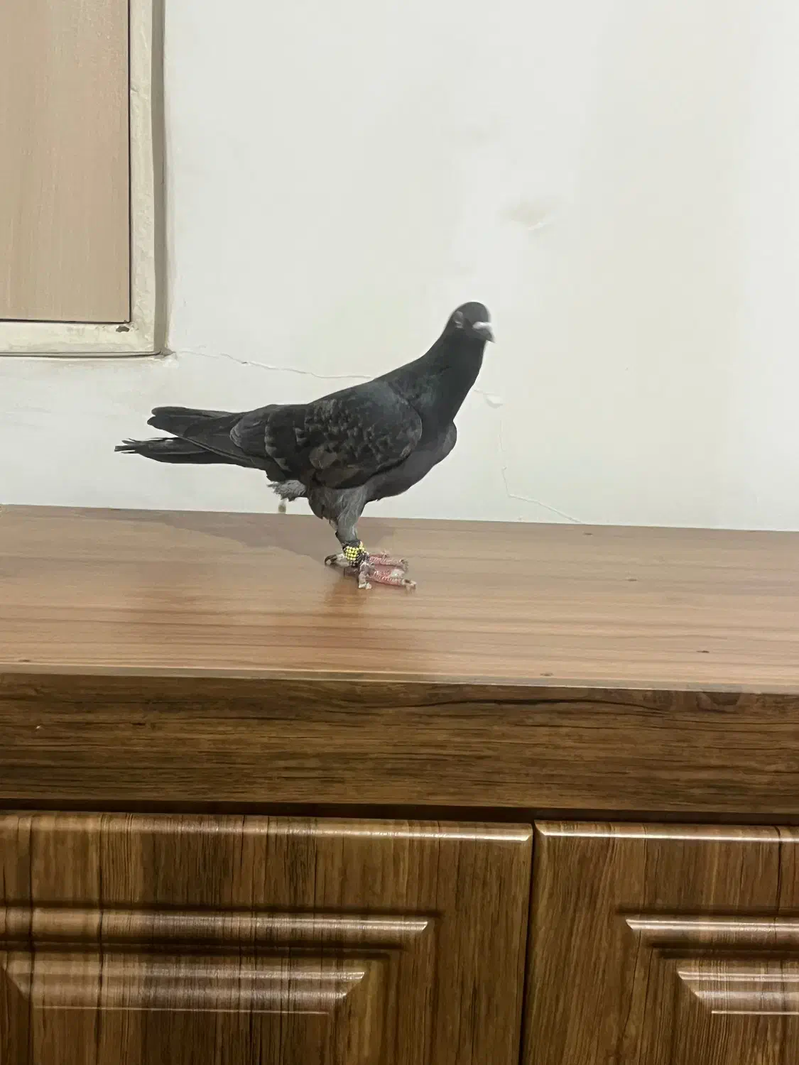 کفتر|پرنده|قم, دروازه چوبی|دیوار