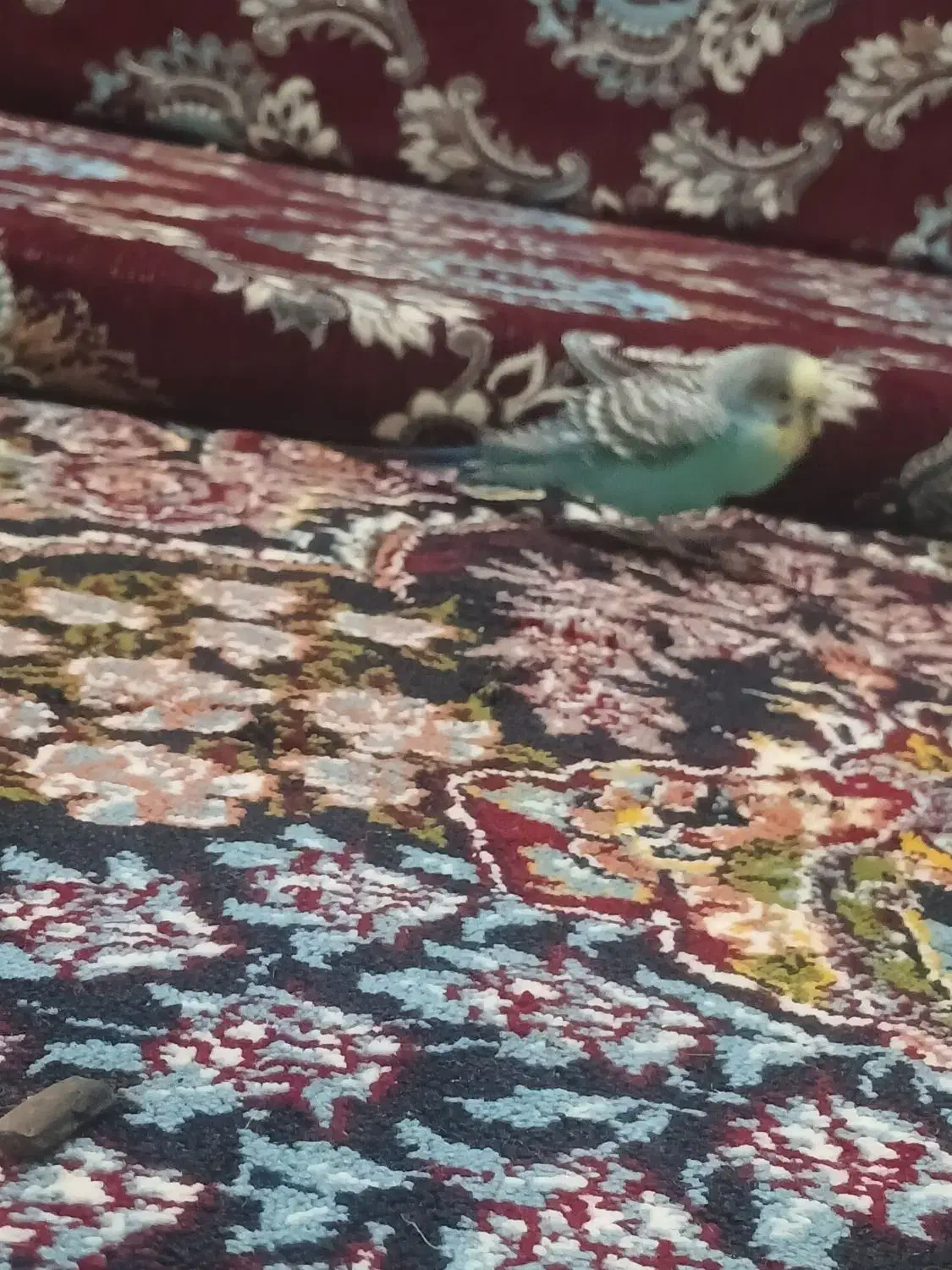 مرغ عشق|پرنده|کارون, |دیوار