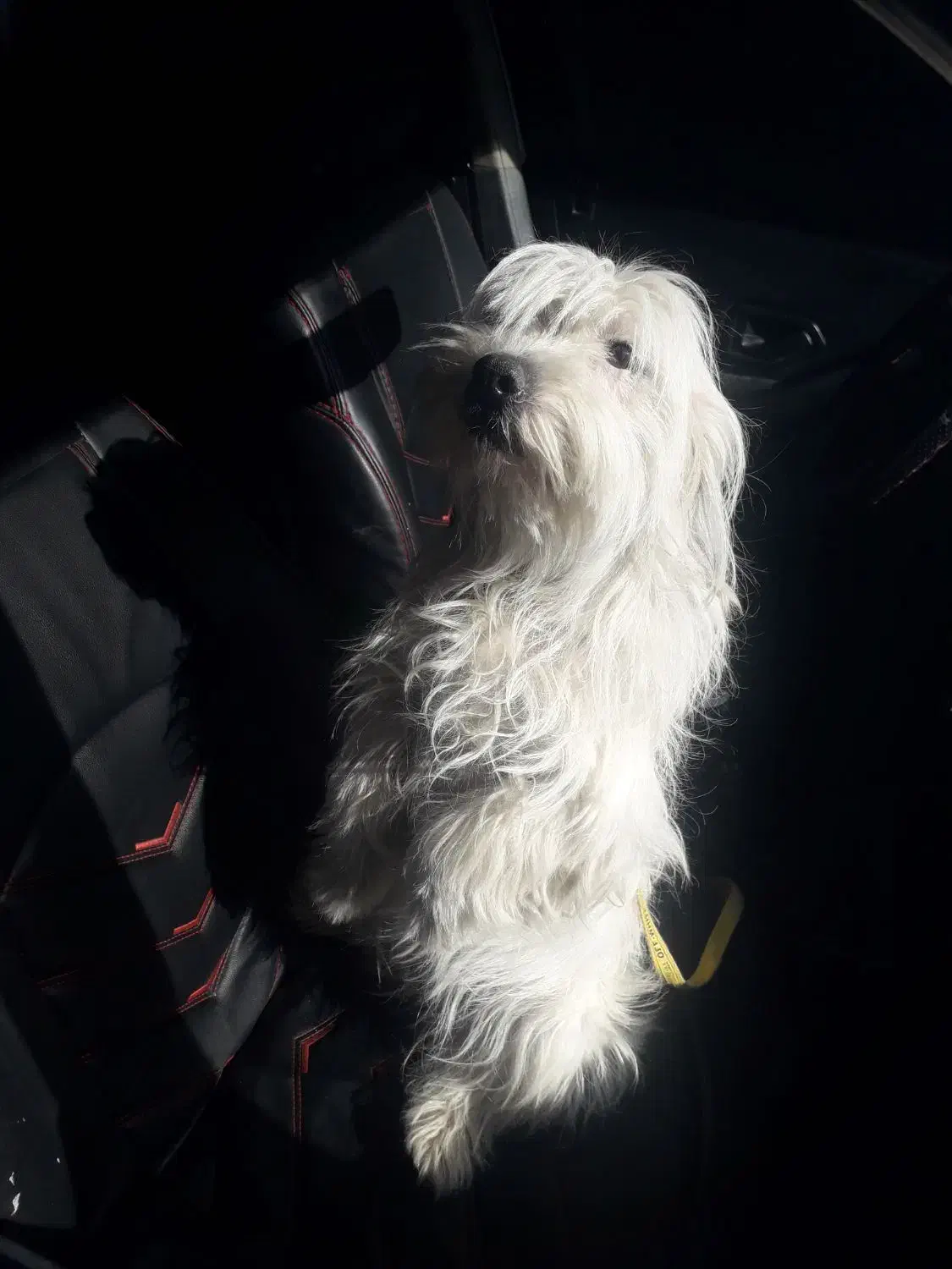 شیتزو خوشگل|سگ|اردبیل, |دیوار