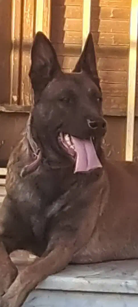 سگ مالینیوز حرفه ای|سگ|قائمشهر, |دیوار