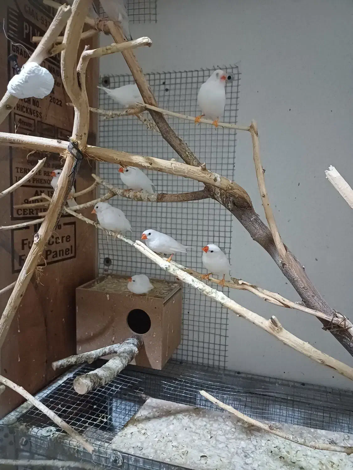 فنچ معمولی سفید بشرط مولد|پرنده|رامشیر, |دیوار