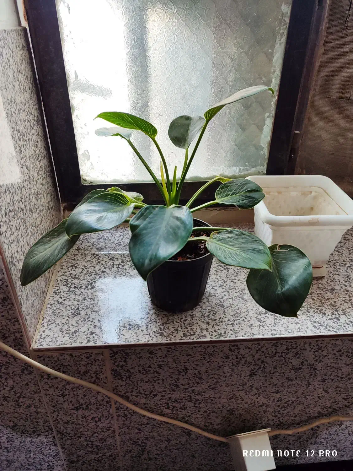 دوتا گل برکین و دیفن|گل و گیاه طبیعی|کرباسک, |دیوار