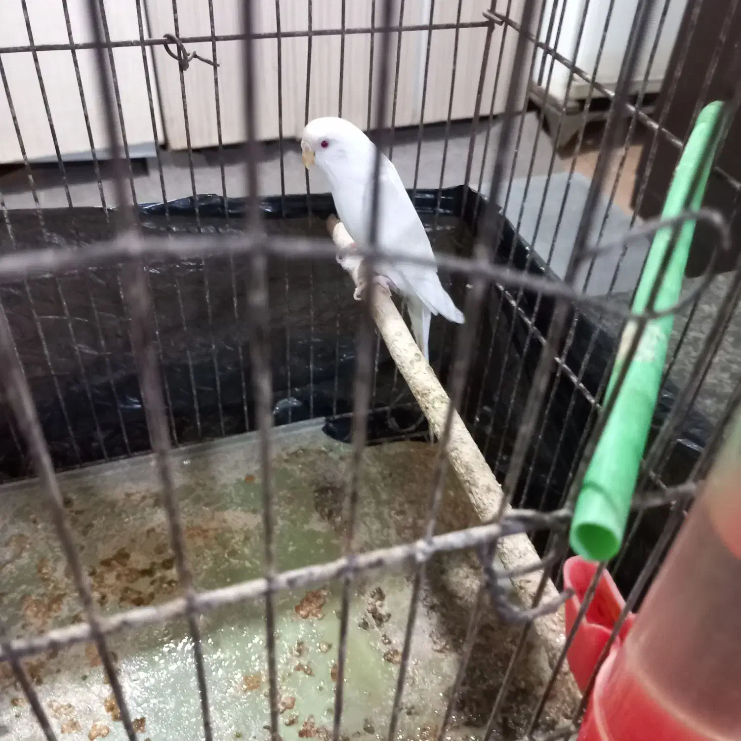 مرغ عشق ماده|پرنده|کارون, |دیوار