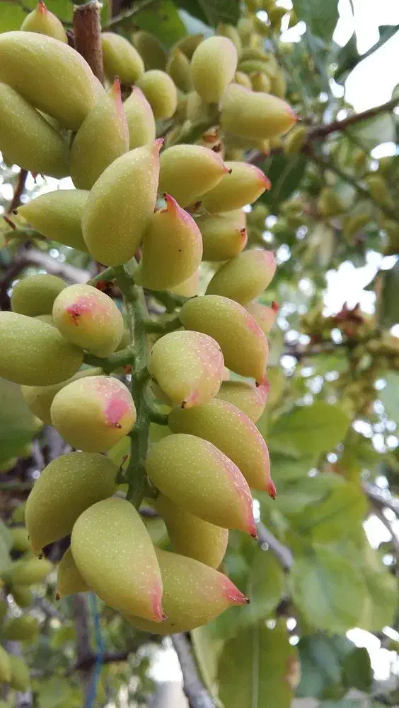 زمین پسته اکبری|فروش دفتر صنعتی، کشاورزی، تجاری|کشکوئیه, |دیوار