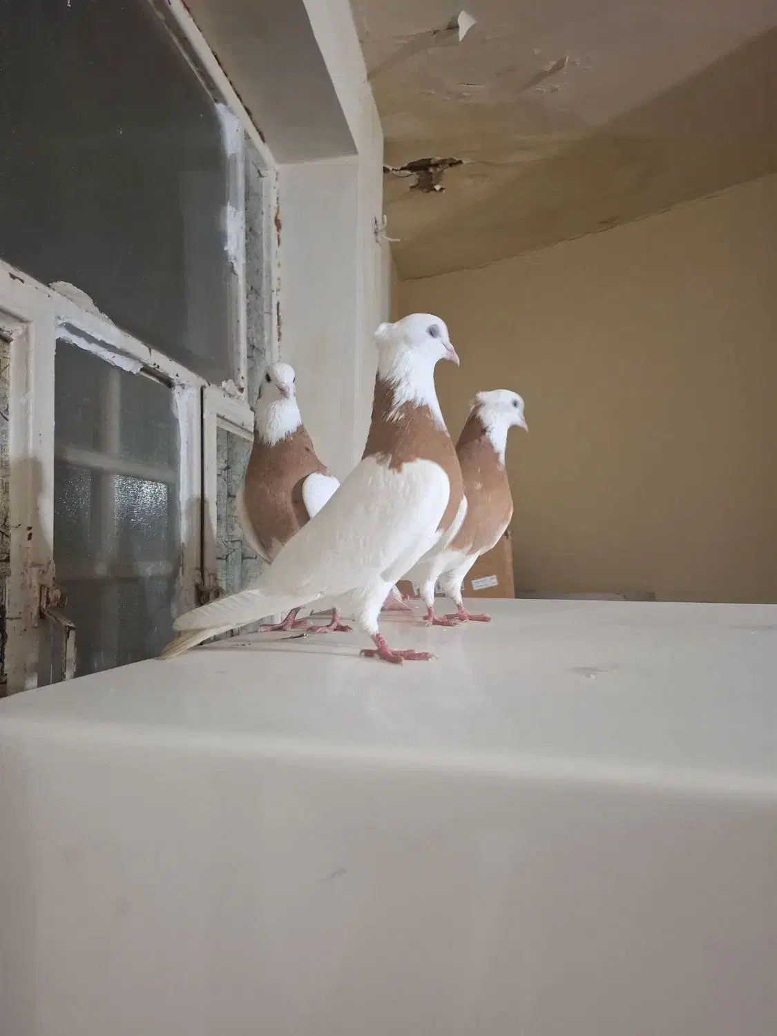 کفتر رنکی|پرنده|اهواز, بیست متری شهرداری|دیوار