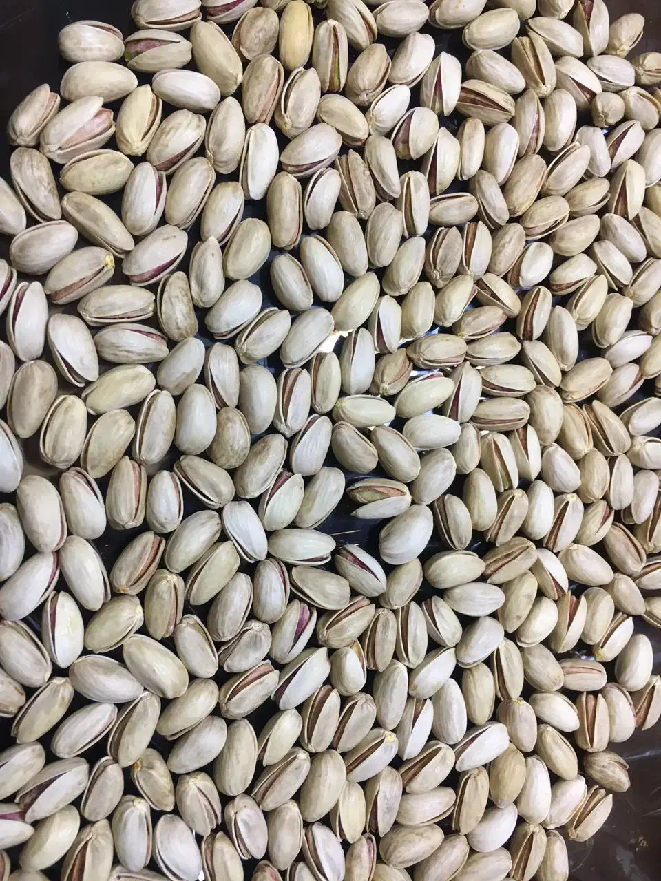 پسته|خوردنی و آشامیدنی|تهران, مظاهری|دیوار