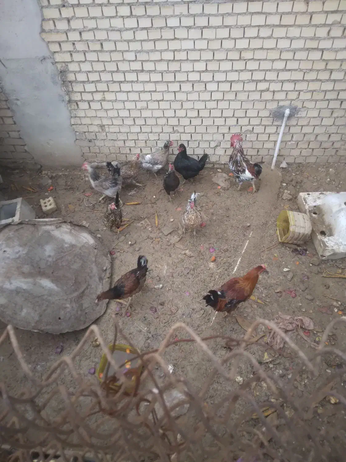 مرغ و خروس بزرگ|حیوانات مزرعه|رامشیر, |دیوار