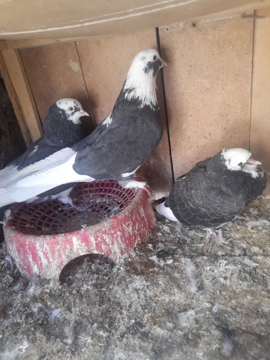 کفتر|پرنده|سیرجان, |دیوار