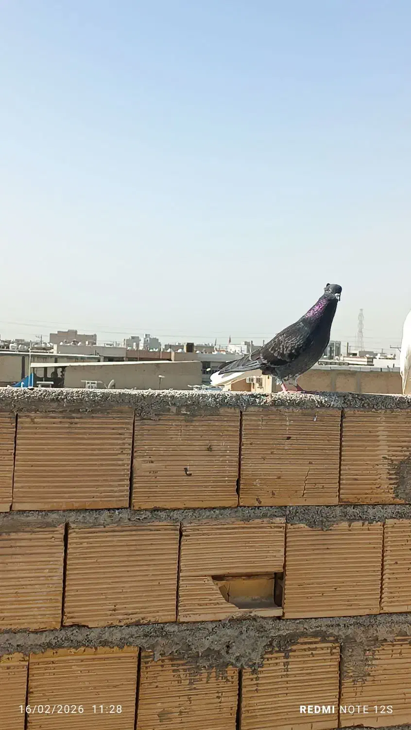 چند عدد کبوتر.|پرنده|امیدیه, |دیوار