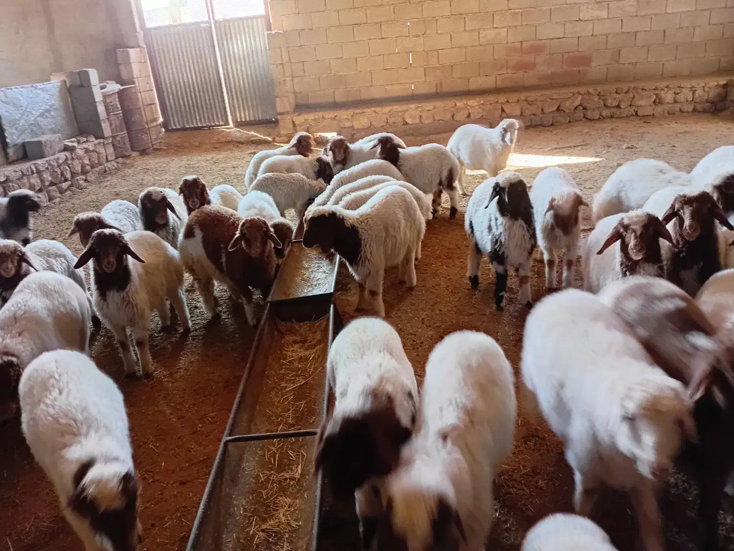 فروش بره شیری و بره بزرگ|حیوانات مزرعه|بدره, |دیوار