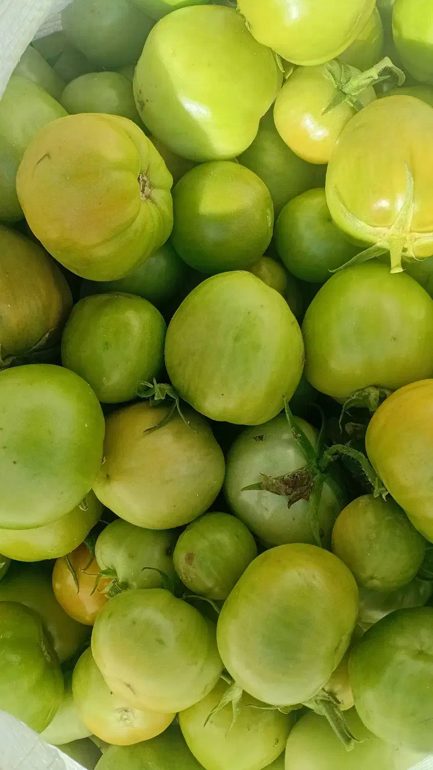 گوجه سبزکیلوی 10هزارناقابل|خوردنی و آشامیدنی|بیرانوند, |دیوار