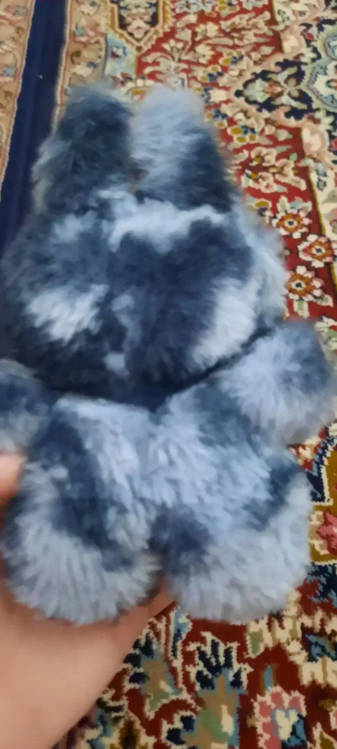 لبوبو سکرت|اسباب‌‌بازی|کرمانشاه, |دیوار