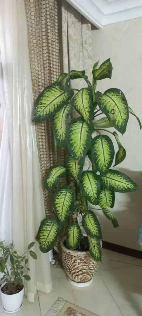 گل دیفن|گل و گیاه طبیعی|اصفهان, طامه|دیوار