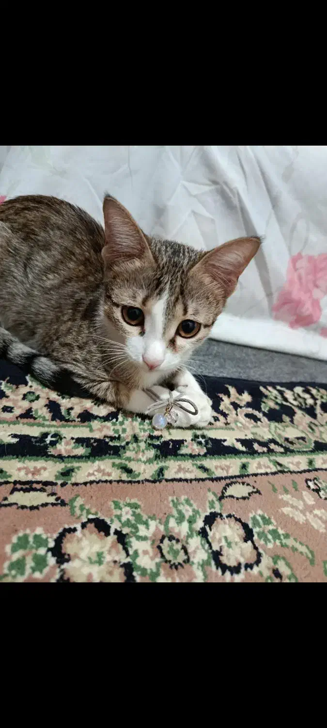 گمشده|گربه|نقده, |دیوار