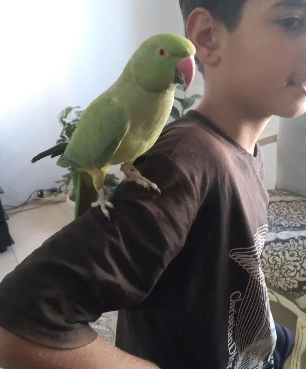 طوطی،کبوتر|پرنده|گلبهار, شهر جدید گلبهار|دیوار