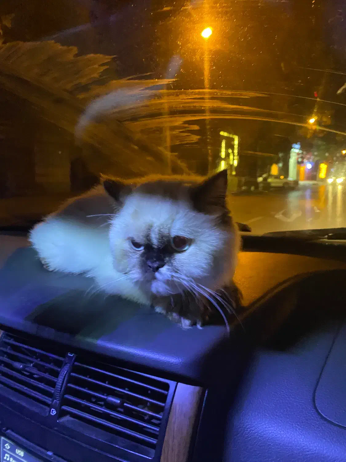 گربه هیمالین|گربه|اردبیل, |دیوار