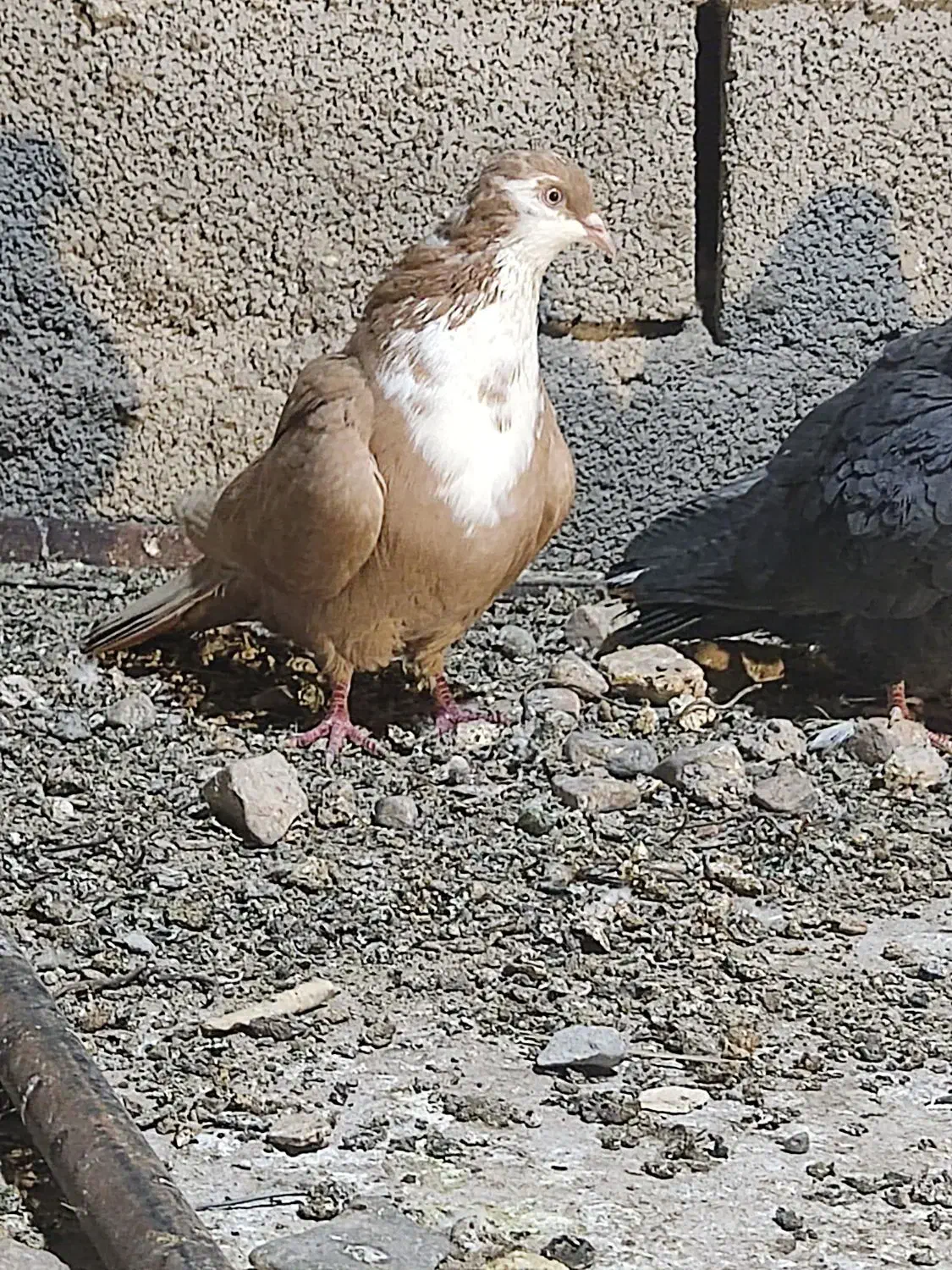 کفتر|پرنده|ماهان, |دیوار