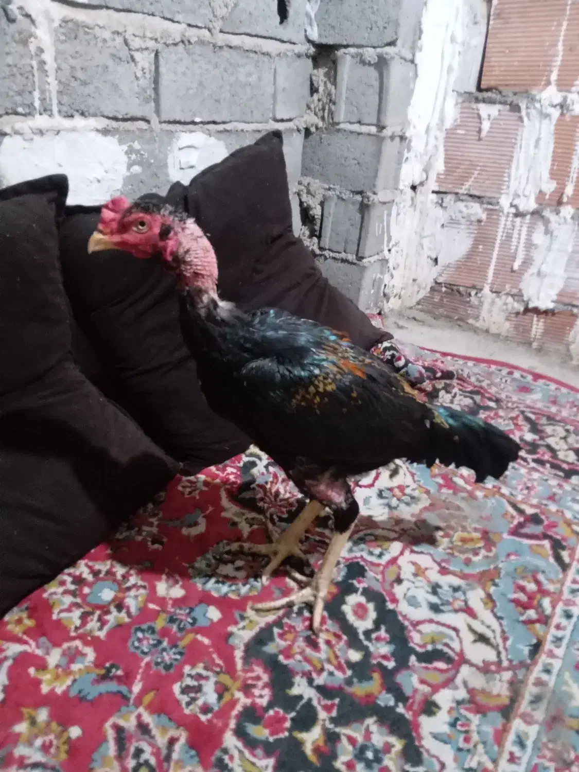 خروس لاری درجه یک و عالی جنس ناب|حیوانات مزرعه|طبقده, |دیوار