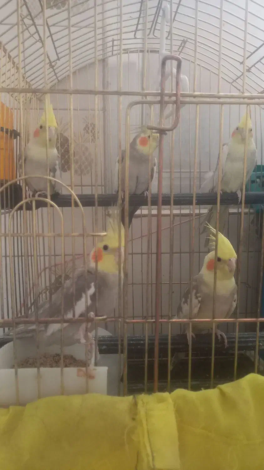 عروس هلندی|پرنده|قم, شاه احمد قاسم|دیوار