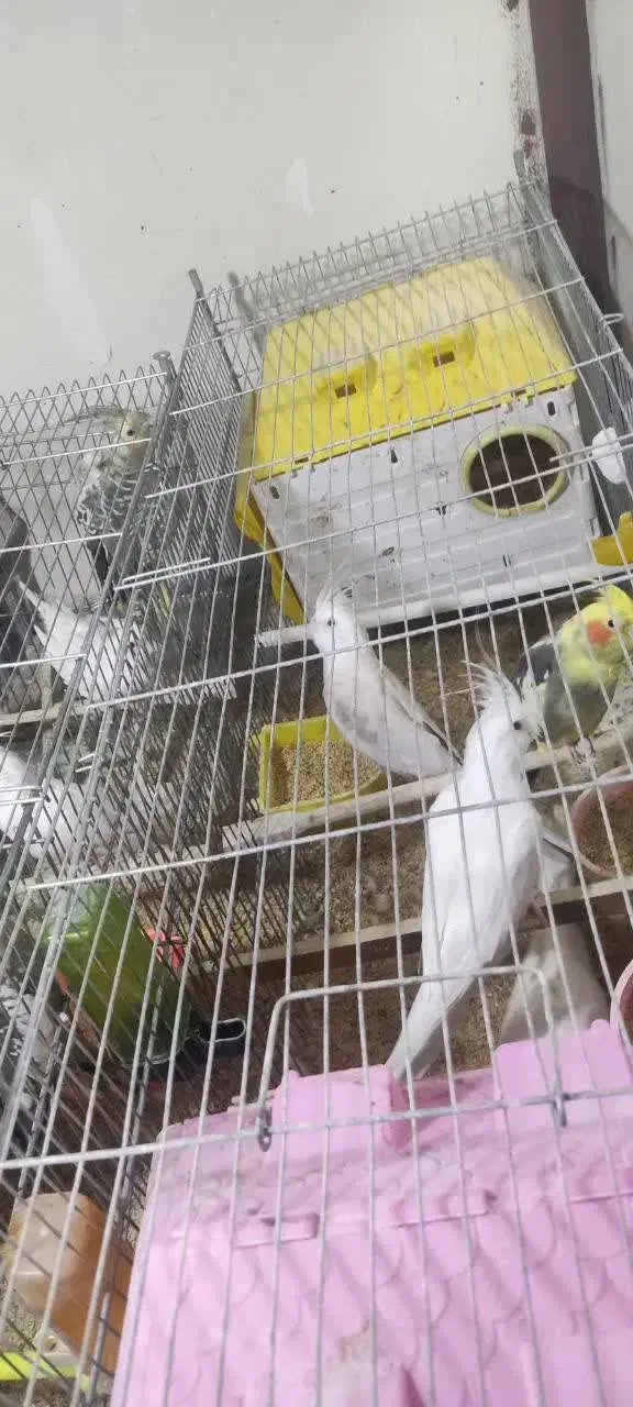 عروس هلندی با قفس|پرنده|تهران, امام زاده عبدالله|دیوار