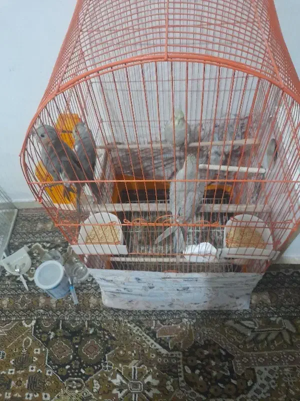 عروس هلندی رام موجوده|پرنده|زرند, |دیوار