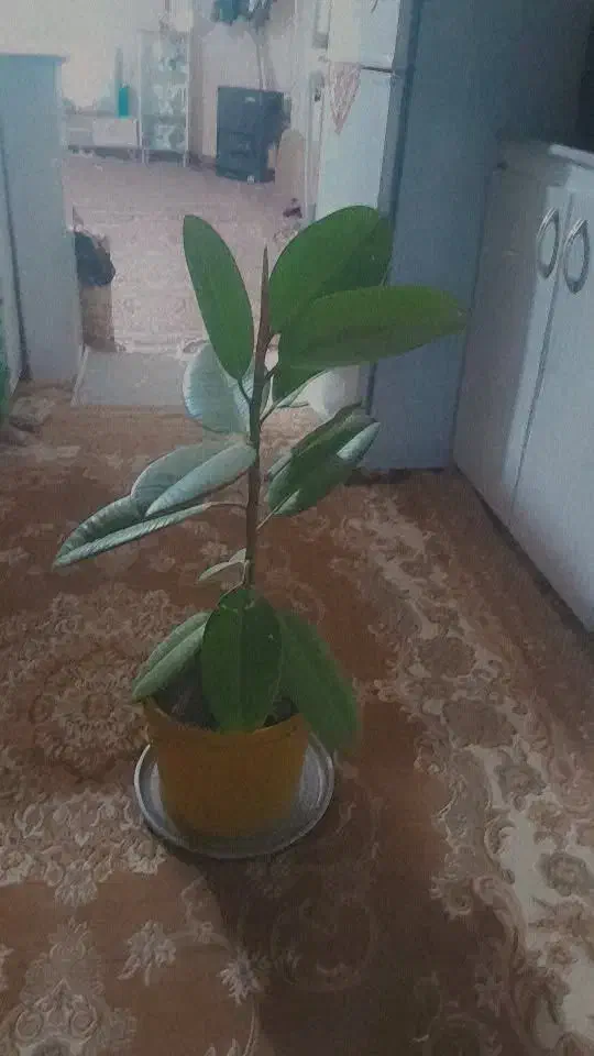 گل فروشی|گل و گیاه طبیعی|سنندج, |دیوار