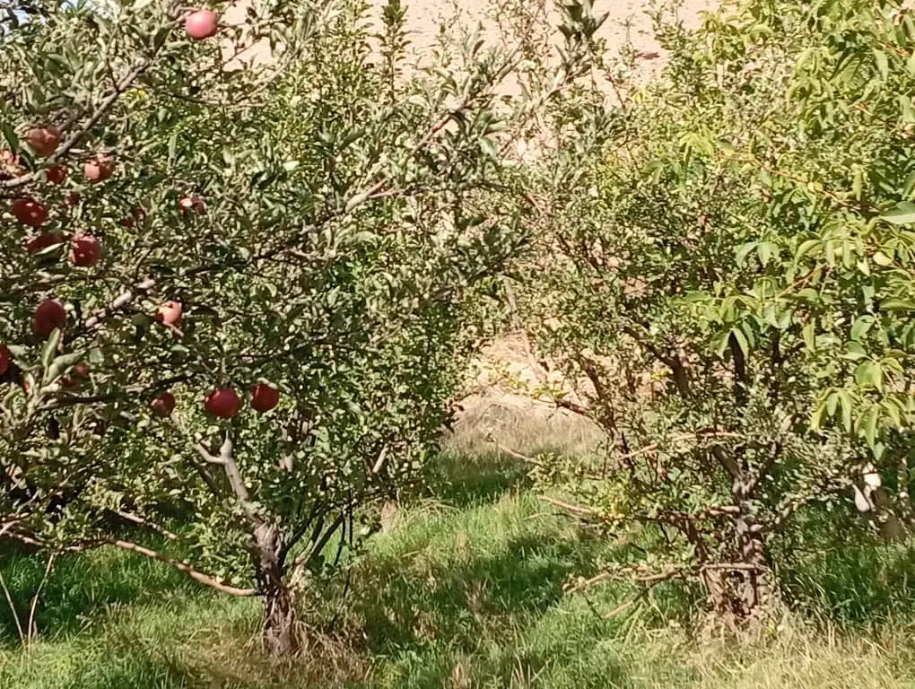 فروش باغ ۳۰۰۰ متری زیبا و پربار در نزدیکی فیروزکوه|فروش دفتر صنعتی، کشاورزی، تجاری|فیروزکوه, |دیوار