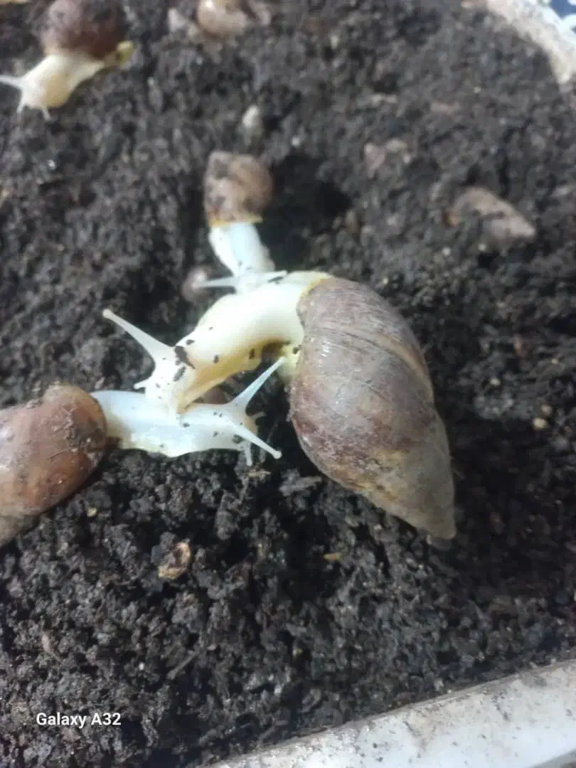 حلزون|خزنده|یاسوج, |دیوار