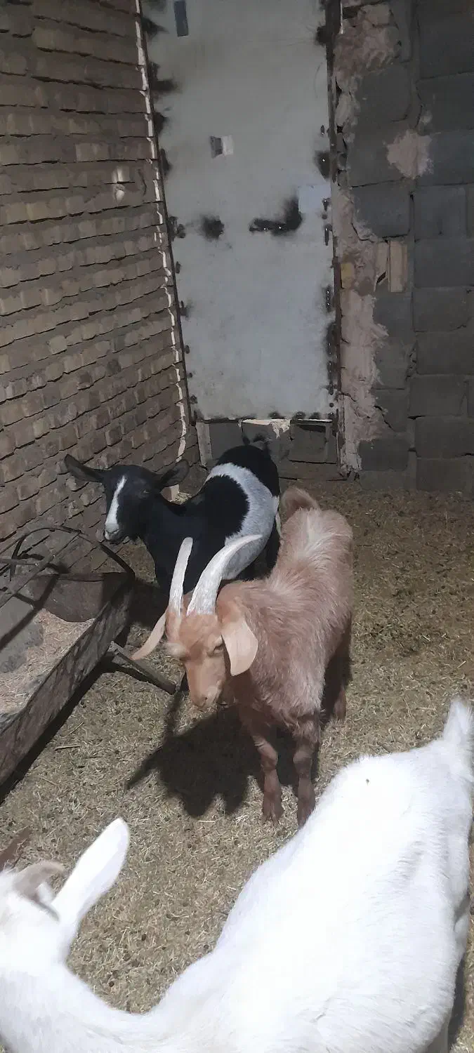 دو عدد کره نر و ماده|حیوانات مزرعه|تفت, |دیوار