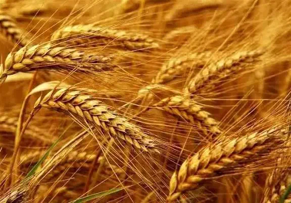 گندم ابی درجه۱|عمده‌فروشی|چادگان, |دیوار