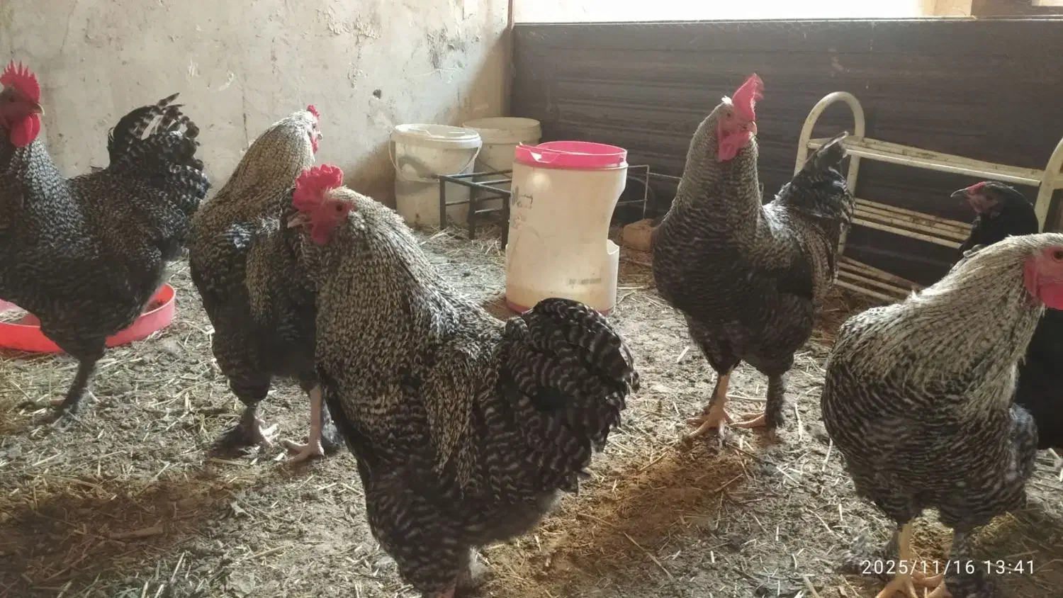 خروس نژاد برهما و امروک|حیوانات مزرعه|مشهد, شهرک مهرگان|دیوار