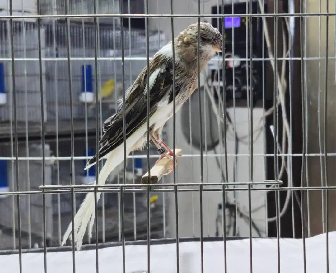 عرضه قناری نر و ماده و لوازم و ملزومات|پرنده|تهران, اسکندری|دیوار