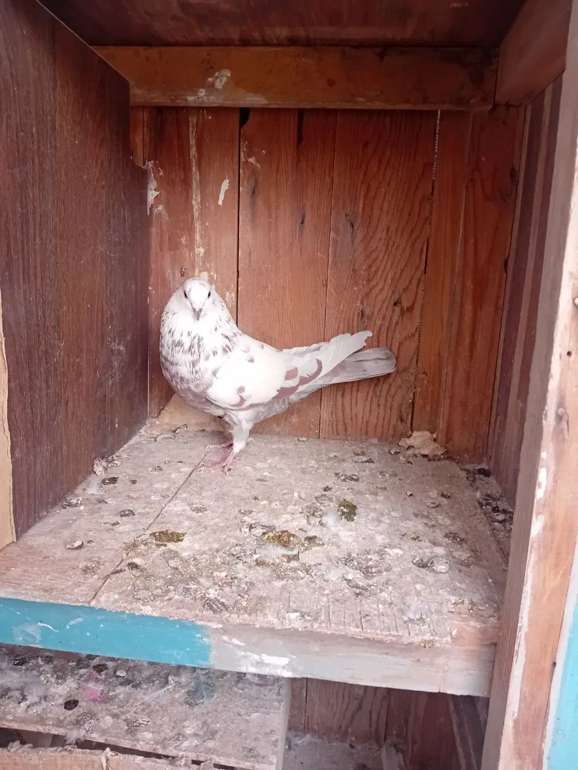 کبوتر|پرنده|نهاوند, |دیوار