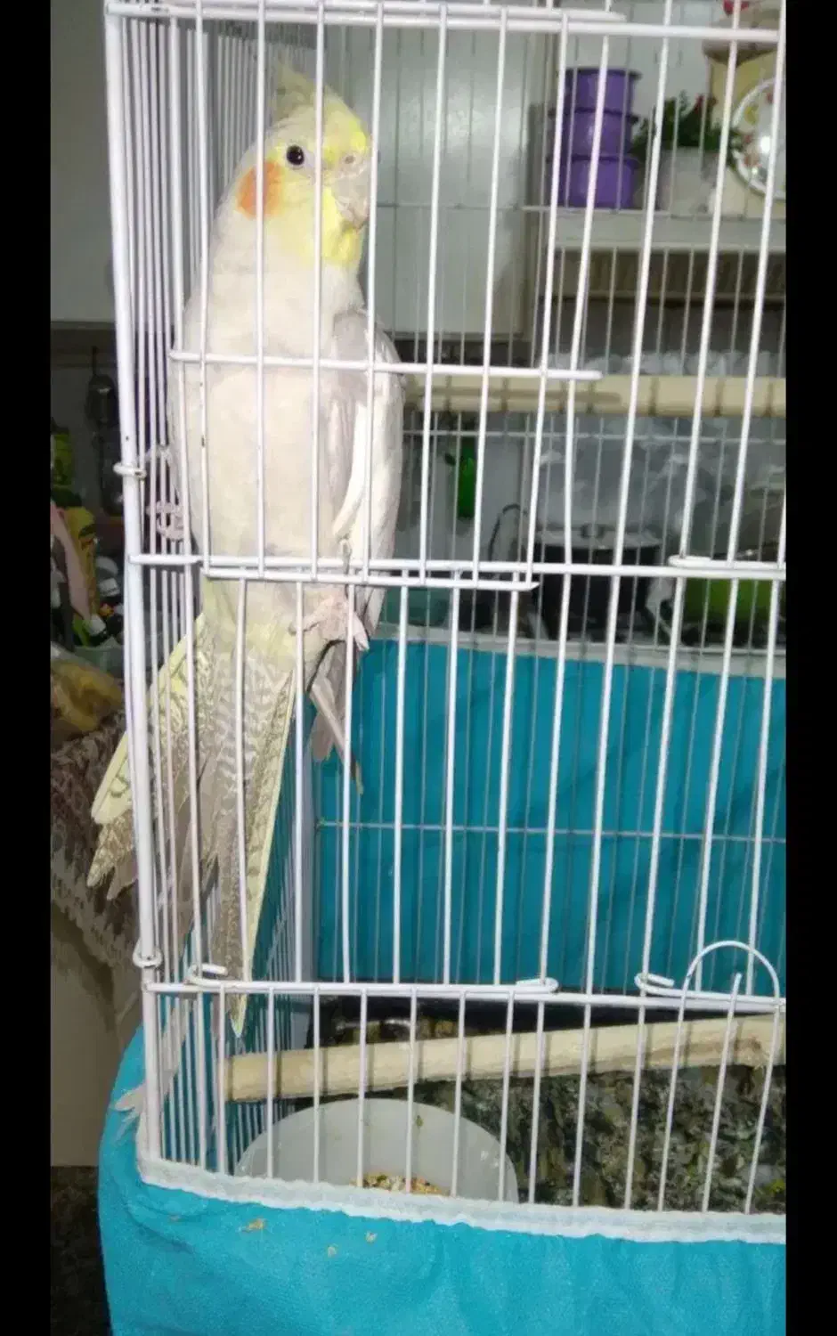 عروس هلندی|پرنده|بندر ماهشهر, |دیوار