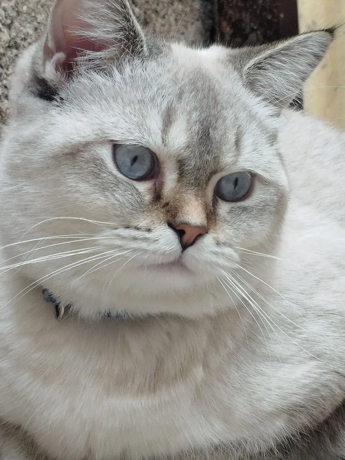 گربه،بِریتیش|گربه|قدس, شهر‌قدس|دیوار