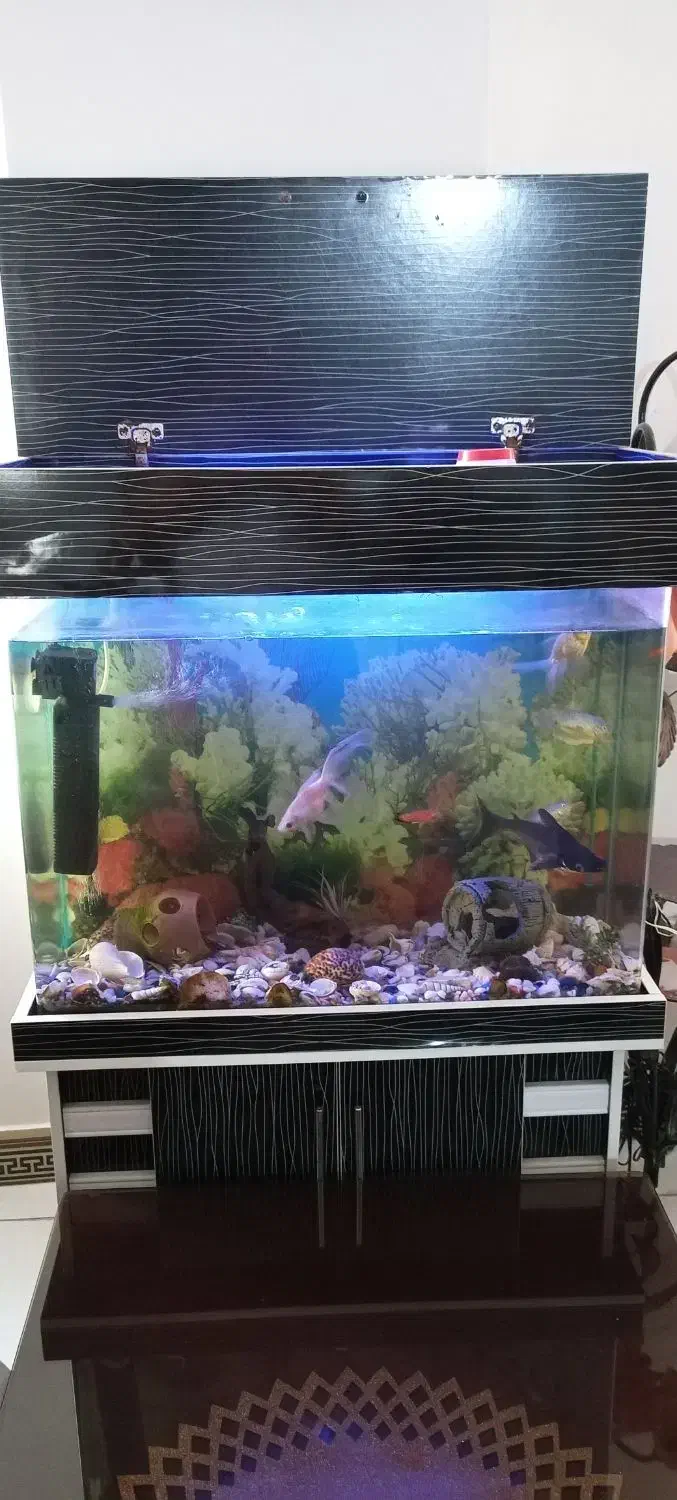 آکواریوم بزرگ|ماهی|فردیس, سرحدی|دیوار