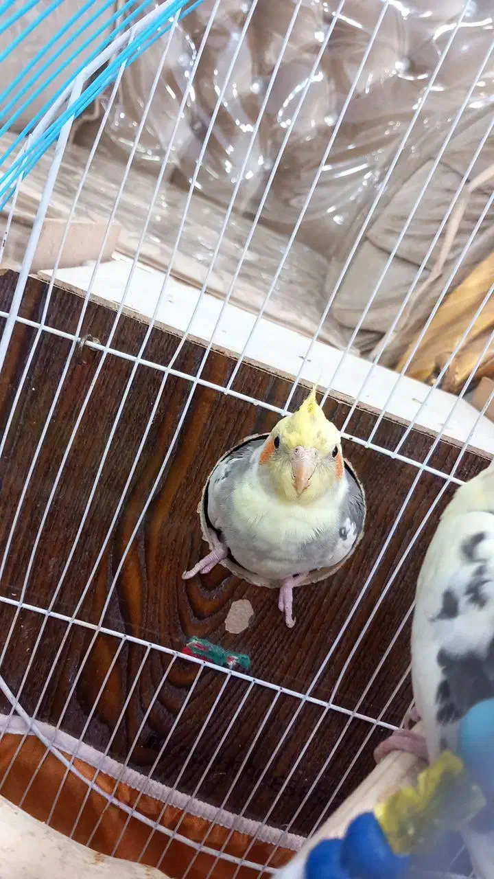 عروس هلندی|پرنده|گرگان, |دیوار