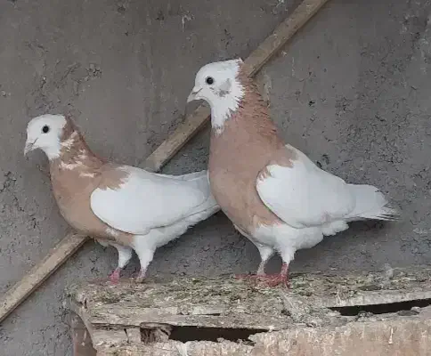 کبوتر زردطوقی نروماده آسه آس|پرنده|قزوین, |دیوار