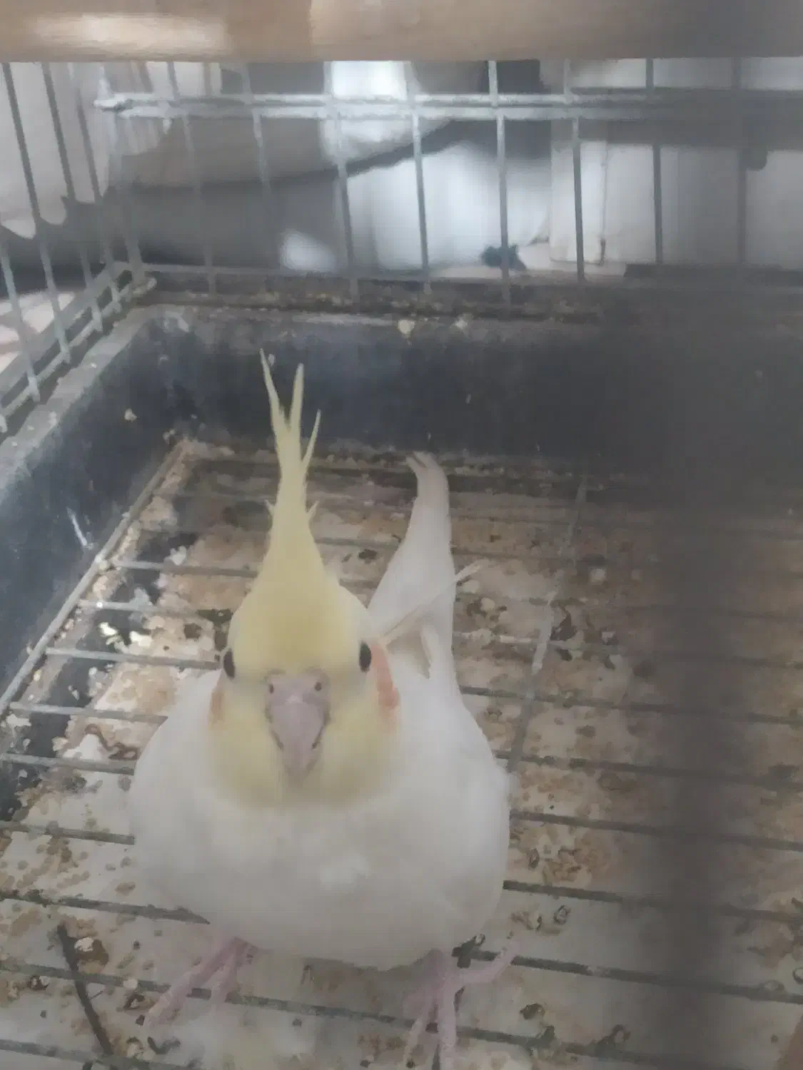 عروس هلندی باقفس|پرنده|ماهدشت, |دیوار