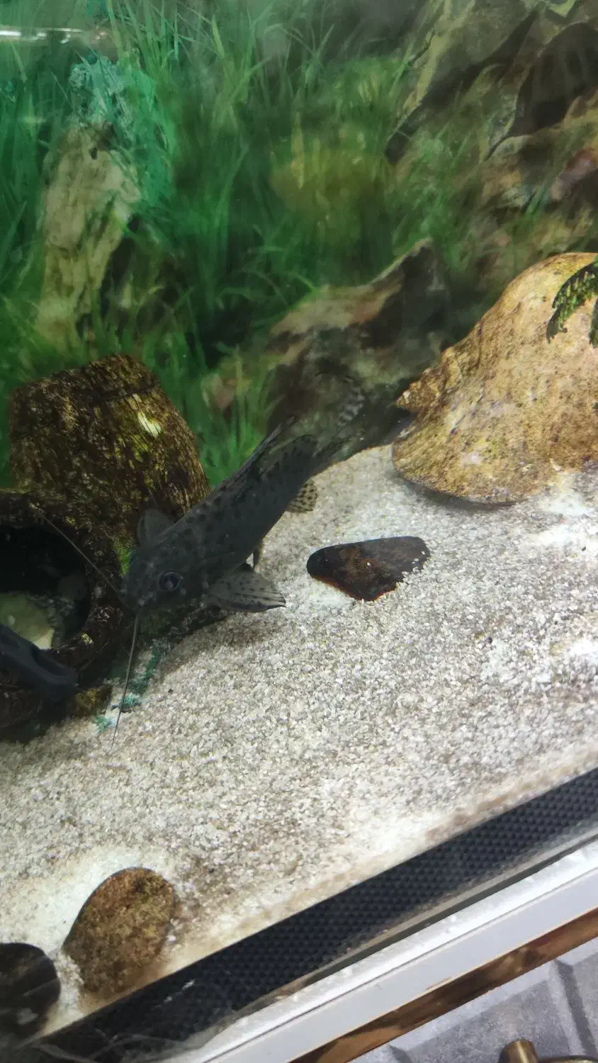 دو عدد ماهی گورامی و کت خرگوشی|ماهی|خورموج, |دیوار