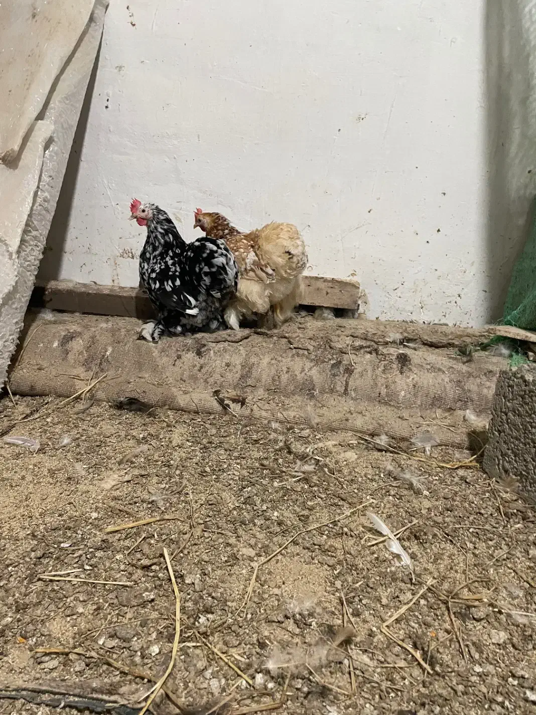 مرغ کوشین|حیوانات مزرعه|لنگرود, |دیوار