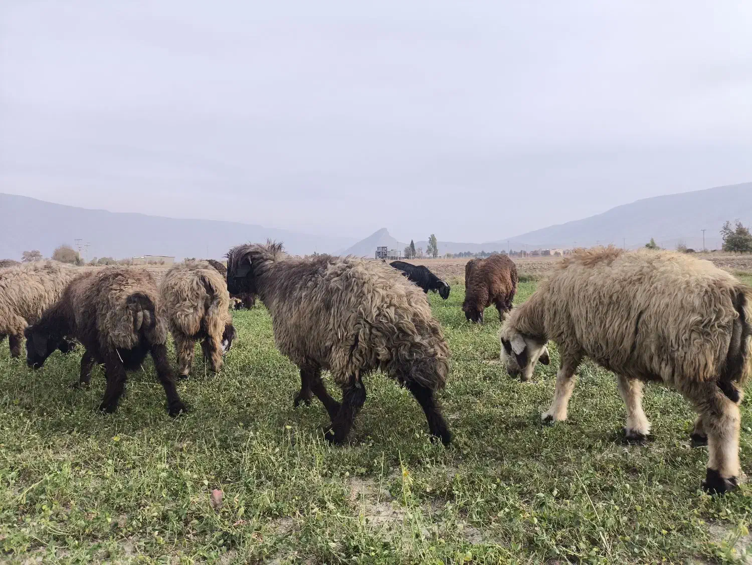 شیشک و میش داشتی|حیوانات مزرعه|فیروزآباد (فارس), |دیوار