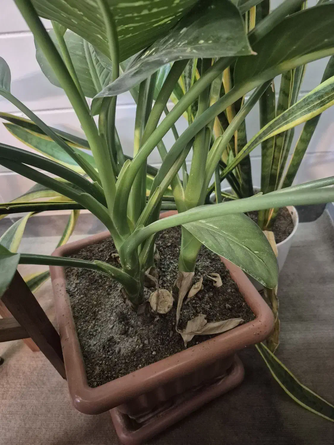 دیفن باخیا سرحال|گل و گیاه طبیعی|اراک, |دیوار