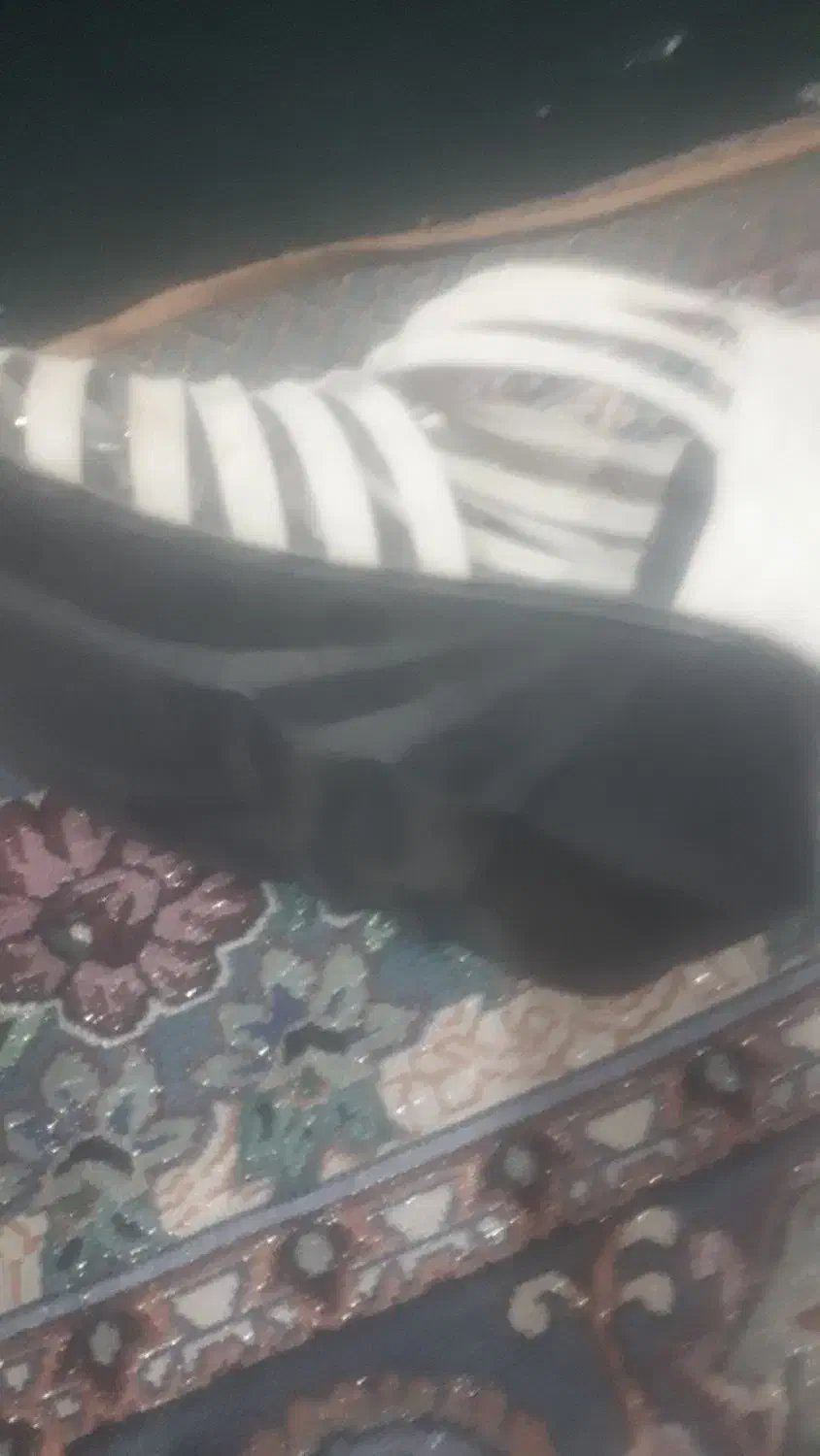 کفش صندل معاوضه|کیف، کفش، کمربند|گلبهار, شهر جدید گلبهار|دیوار