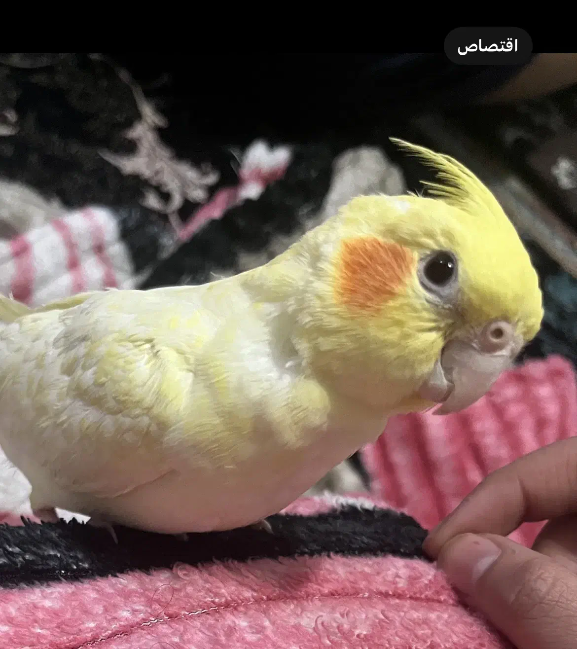 عروس هلندیم گمشده|حیوانات|دزفول, |دیوار