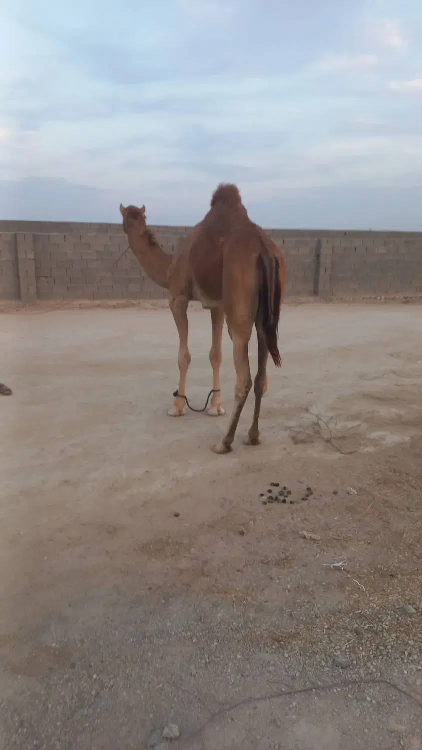 شترنرفروشی|حیوانات مزرعه|بندرعباس, |دیوار