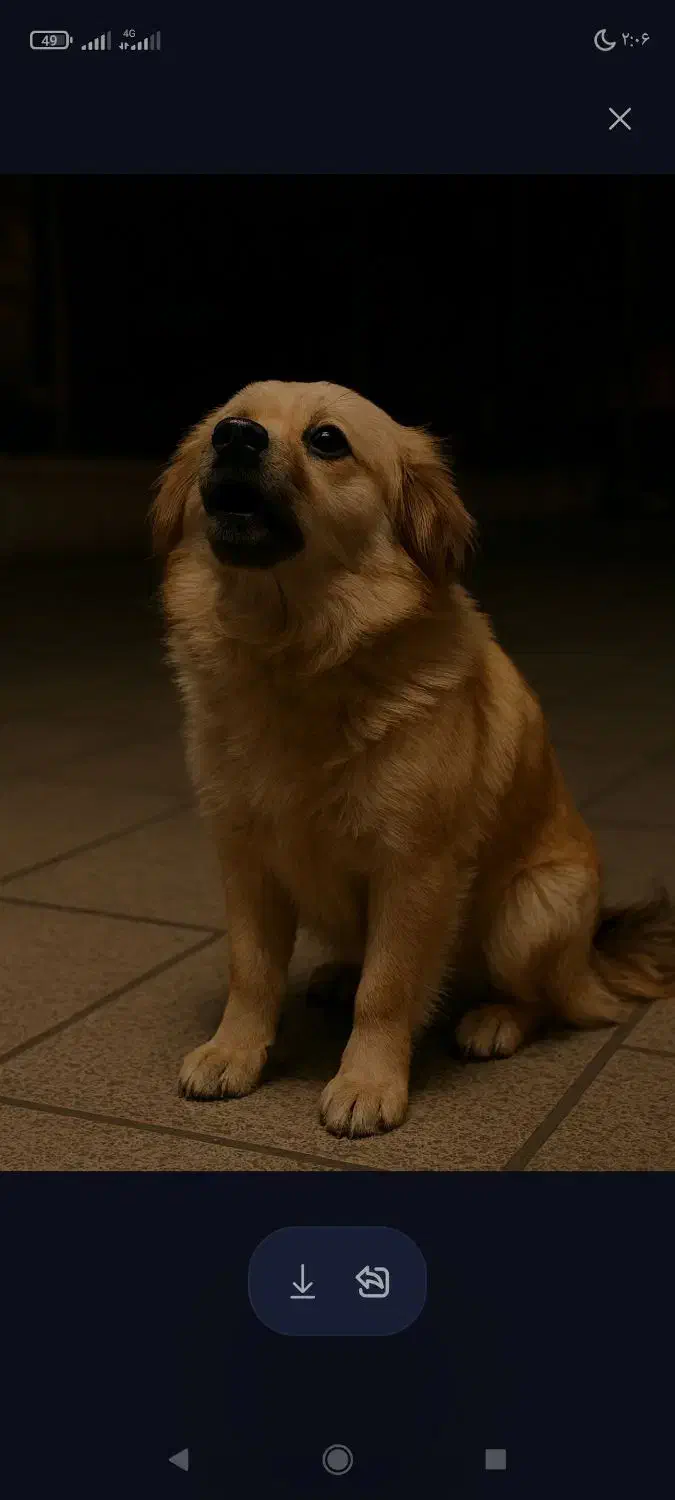 سگ گمشده|حیوانات|بابل, |دیوار