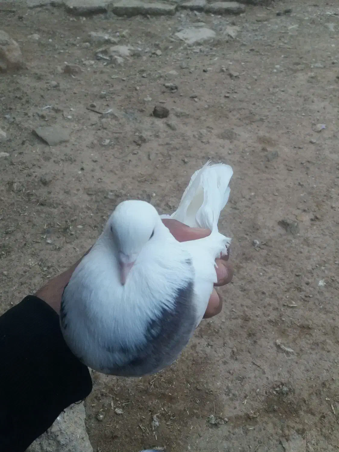 کبوتر|پرنده|چرداول, |دیوار