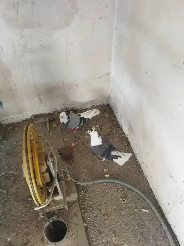 کبوتر کفتر|پرنده|کرج, کوی امامیه|دیوار