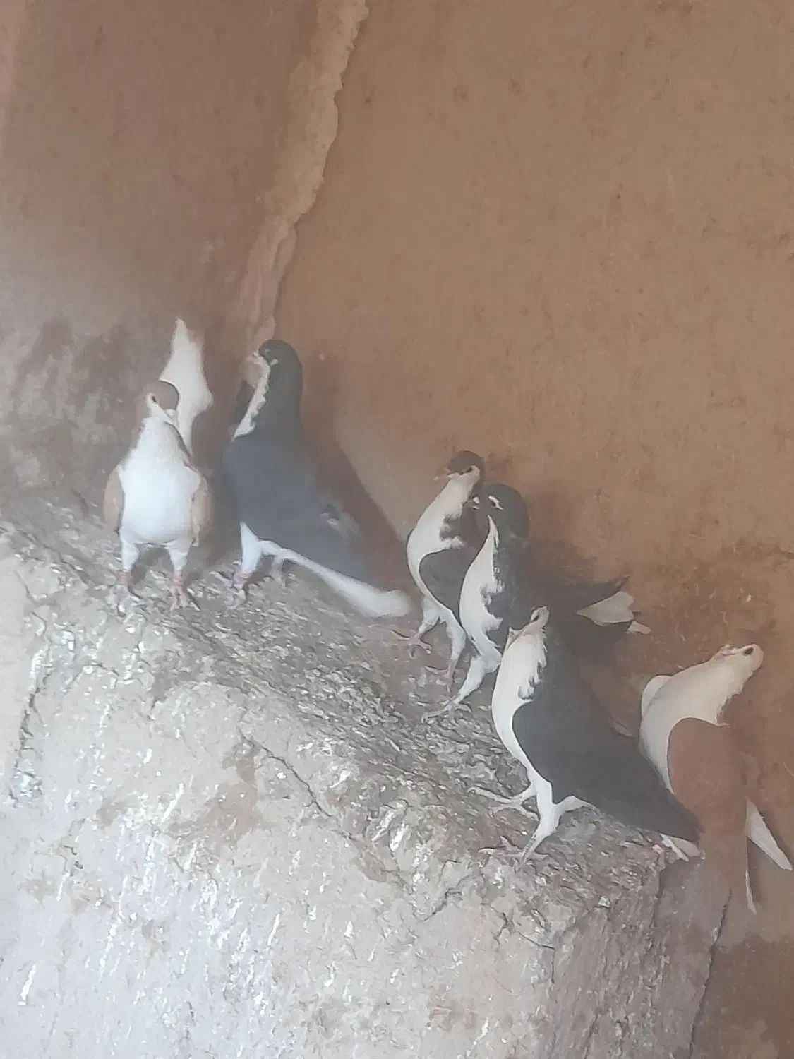 ۷عدد سده فروشی|پرنده|هلالی, |دیوار